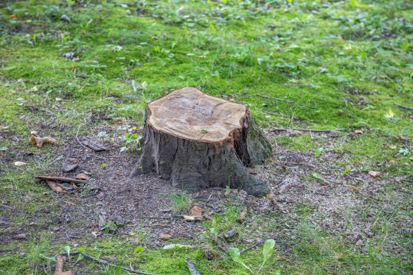Bush Stump Removal in Mission Viejo