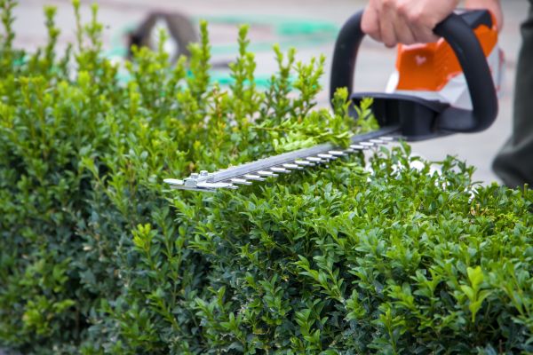 Hedge Pruning in Mission Viejo