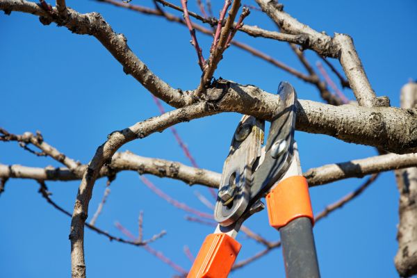 Pruning Service in Mission Viejo