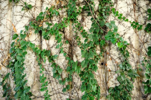 Vine Removal Service in Mission Viejo