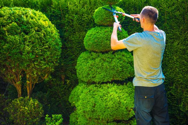 Topiary Shaping in Mission Viejo
