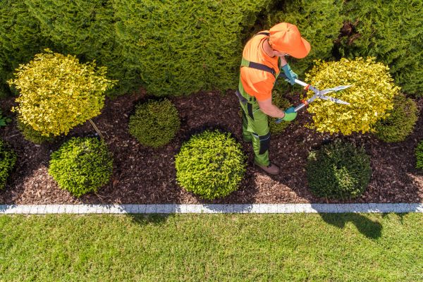 Topiary Trimming in Mission Viejo