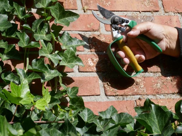 Ivy Removal Service in Mission Viejo