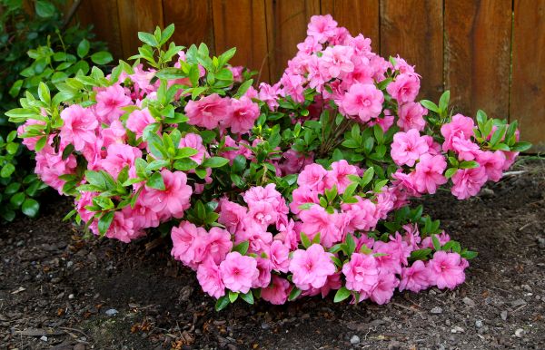 Azaleas Removal in Mission Viejo