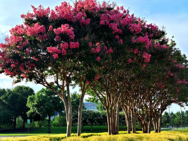 Crepe Myrtle Pruning in Mission Viejo