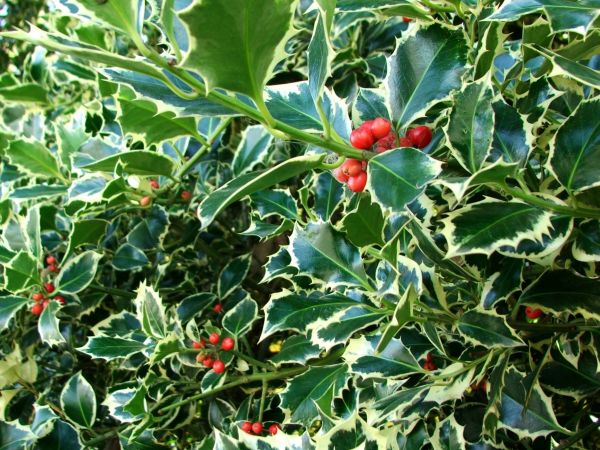 Holly Bushes Trimming in Mission Viejo