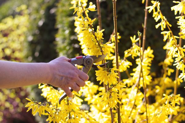 Forsythia Pruning in Mission Viejo