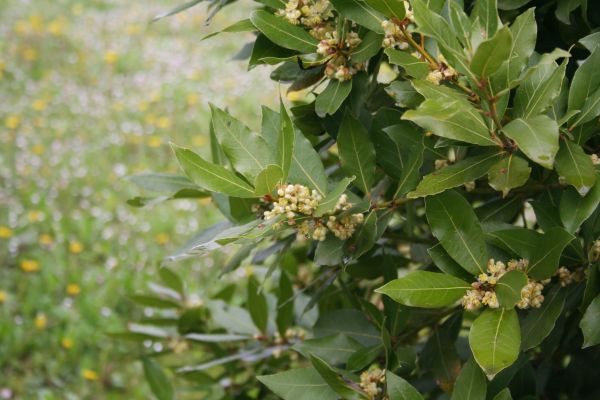 Laurel Trimming in Mission Viejo