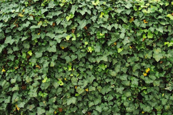 Ivy Pruning service in Mission Viejo