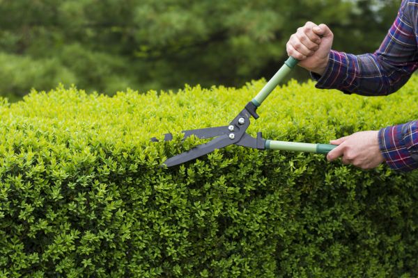 Evergreen Shrub Pruning in Mission Viejo