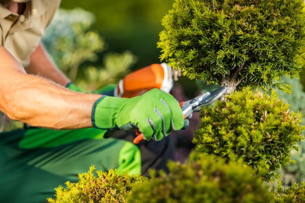 Landscape Pruning Service in Mission Viejo