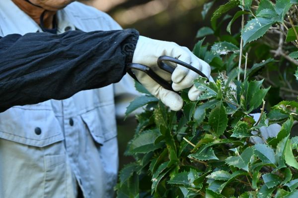 Holly Pruning in Mission Viejo