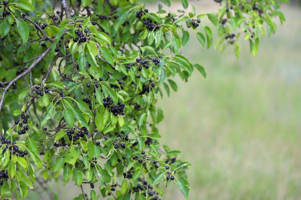 Buckthorn Management