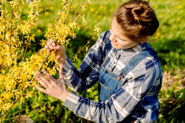 Forsythia Trimming in Mission Viejo