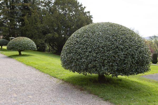 Holly Topiary Trimming