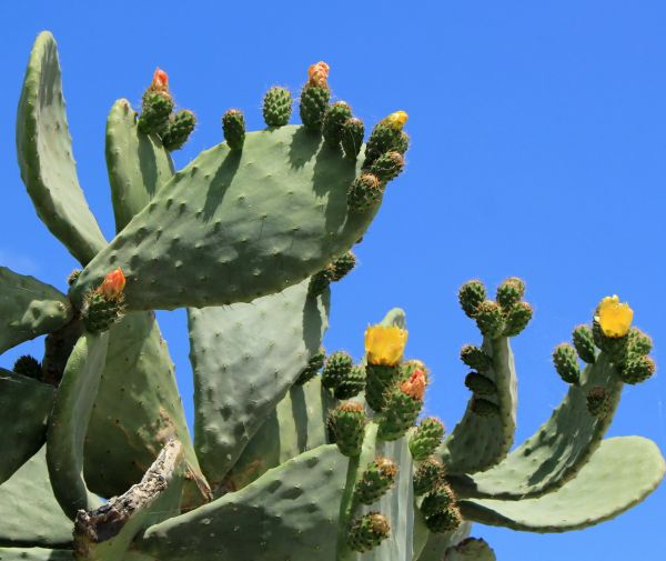 Cactus Removal in Mission Viejo