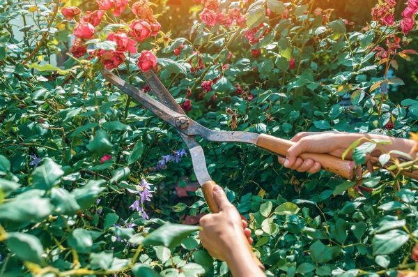 Knockout Roses Pruning in Mission Viejo