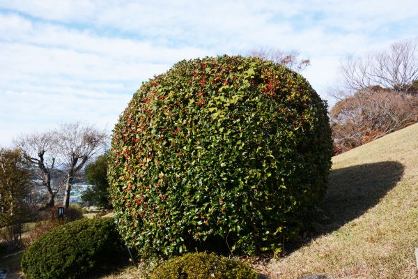 Holly Shrub Pruning in Mission Viejo
