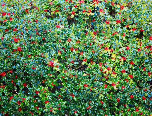 Holly Bush Removal in Mission Viejo