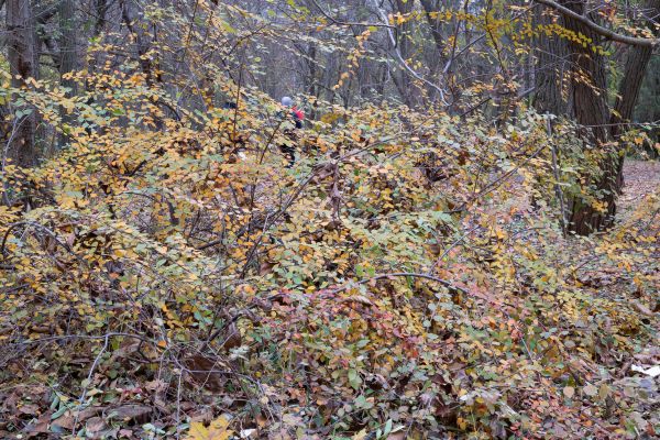 Deceased Bush Removal