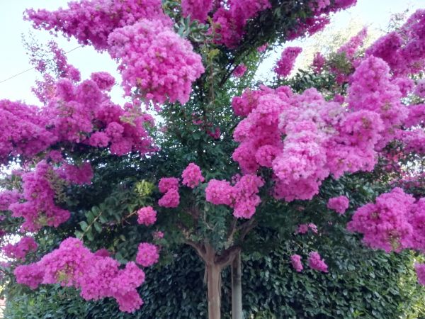 Crape Myrtle Pruning in Mission Viejo