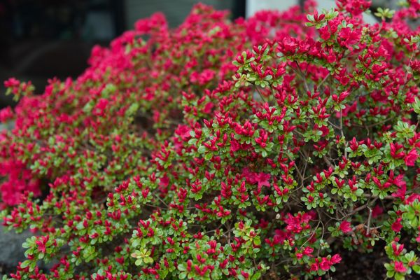 Weigela Removal Service in Mission Viejo