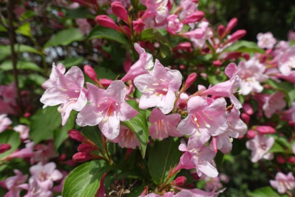 Weigela Pruning Service in Mission Viejo