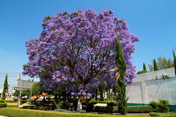 Jacaranda Pruning in Mission Viejo