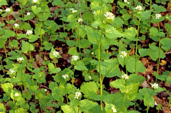 Garlic Mustard Removal in Mission Viejo