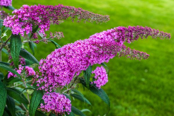 Butterfly Bush Removal in Mission Viejo