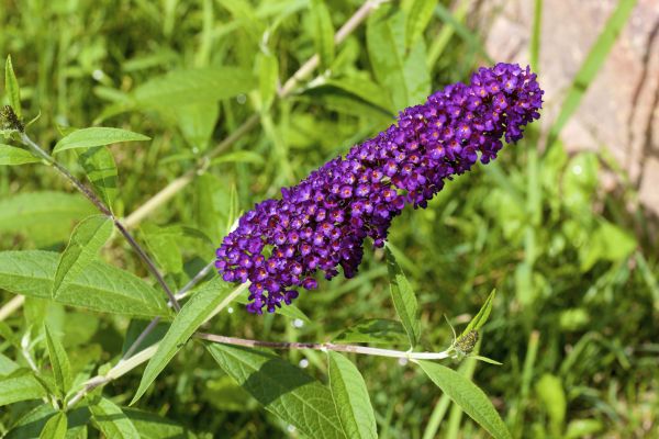 Butterfly Bush Pruning in Mission Viejo