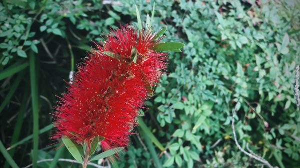 Bottlebrush Pruning in Mission Viejo