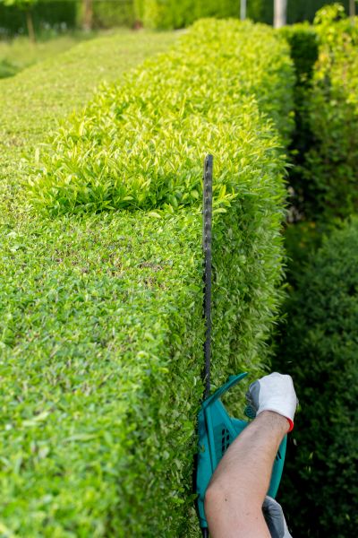 Hedge Trimming in Mission Viejo