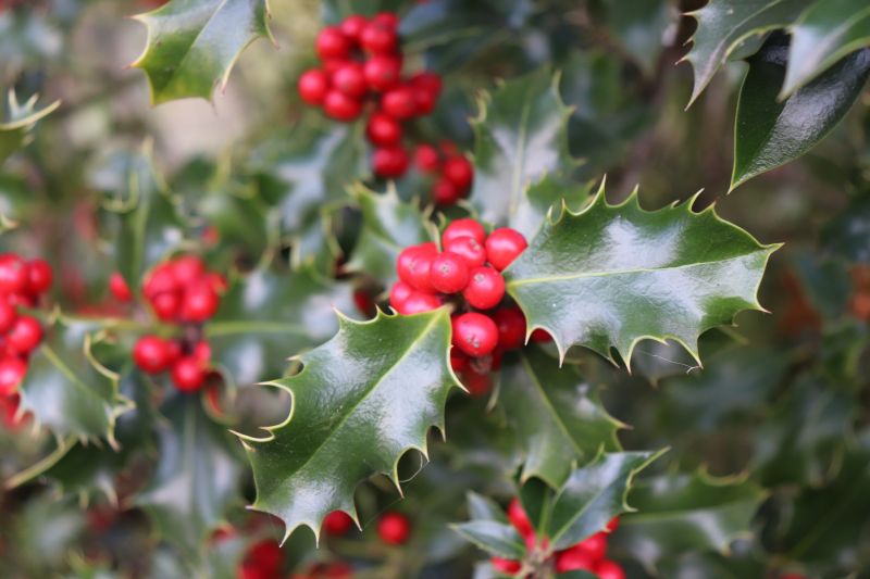 Holly Pruning