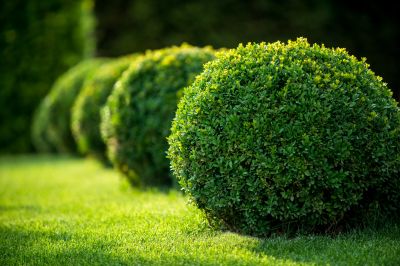 Shrub Trimming